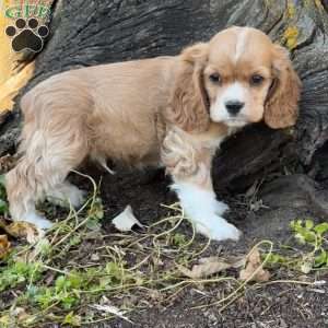 Alfie, Cocker Spaniel Puppy